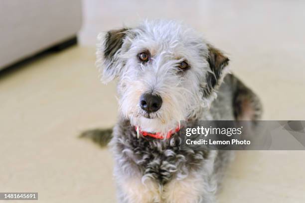 close-up portrait of a lovely schnauzer dog looking straight at the camera indoors - schnauzer stock pictures, royalty-free photos & images