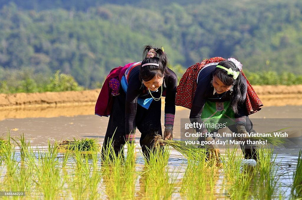 Rice cultivation