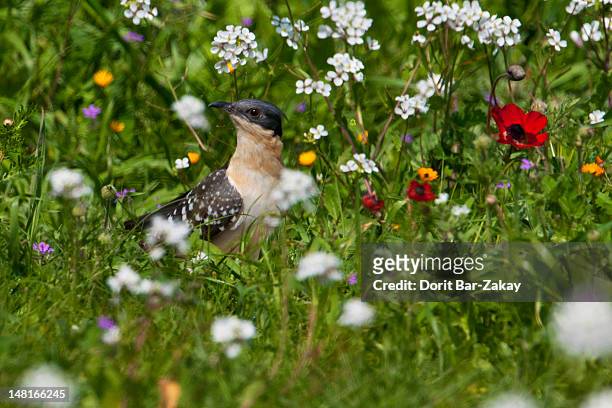 great spotted cuckoo (clamator glandarius) - clamator stock pictures, royalty-free photos & images