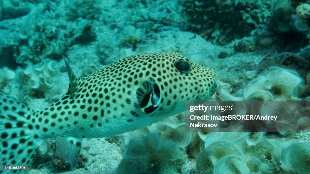 Close-up of Pufferfish (Arothron stellatus) swims near coral reef. Blackspotted Puffer, Red sea, Egypt