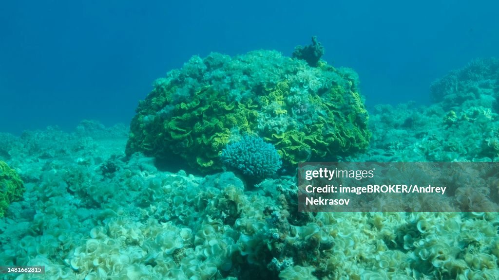 Once beautiful coral reef is overgrown with algae as a result of eutrophication (increase organic matter in the sea water) Brown alga (Padina pavonica) Peacock's Tail covered bottom and corals. Red sea, Egypt