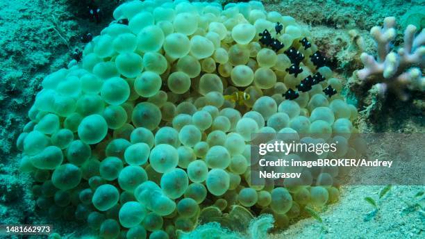 baby clownfish and school of damsel fish swims on bubble anemone. red sea anemonefish (amphiprion bicinctus) and domino damsel (dascyllus trimaculatus) fishes, red sea, egypt - dascyllus trimaculatus stock pictures, royalty-free photos & images