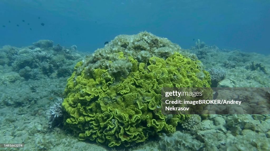 Brown alga (Padina pavonica) Peacock's Tail covered coral reefes. The once beautiful coral reef is overgrown with algae as a result of eutrophication (increase organic matter in the sea water) Red sea, Egypt