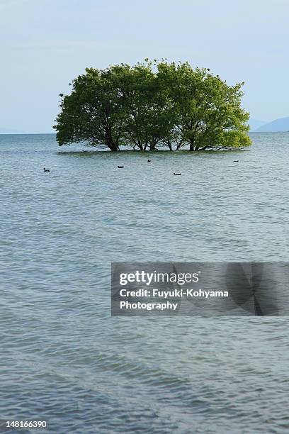 tree on lake biwa - omi stock pictures, royalty-free photos & images