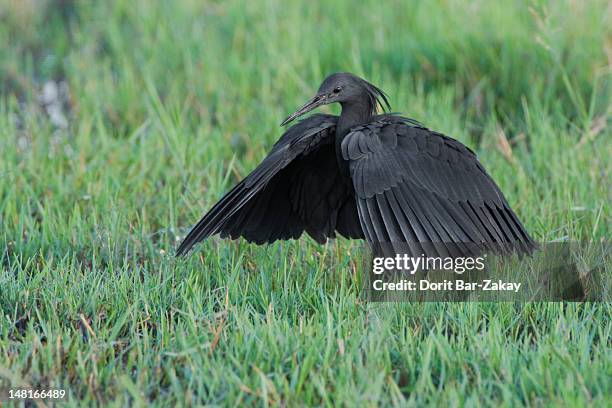 35点のクロコサギのストックフォト Getty Images 35点のクロコサギのストックフォト Getty Images