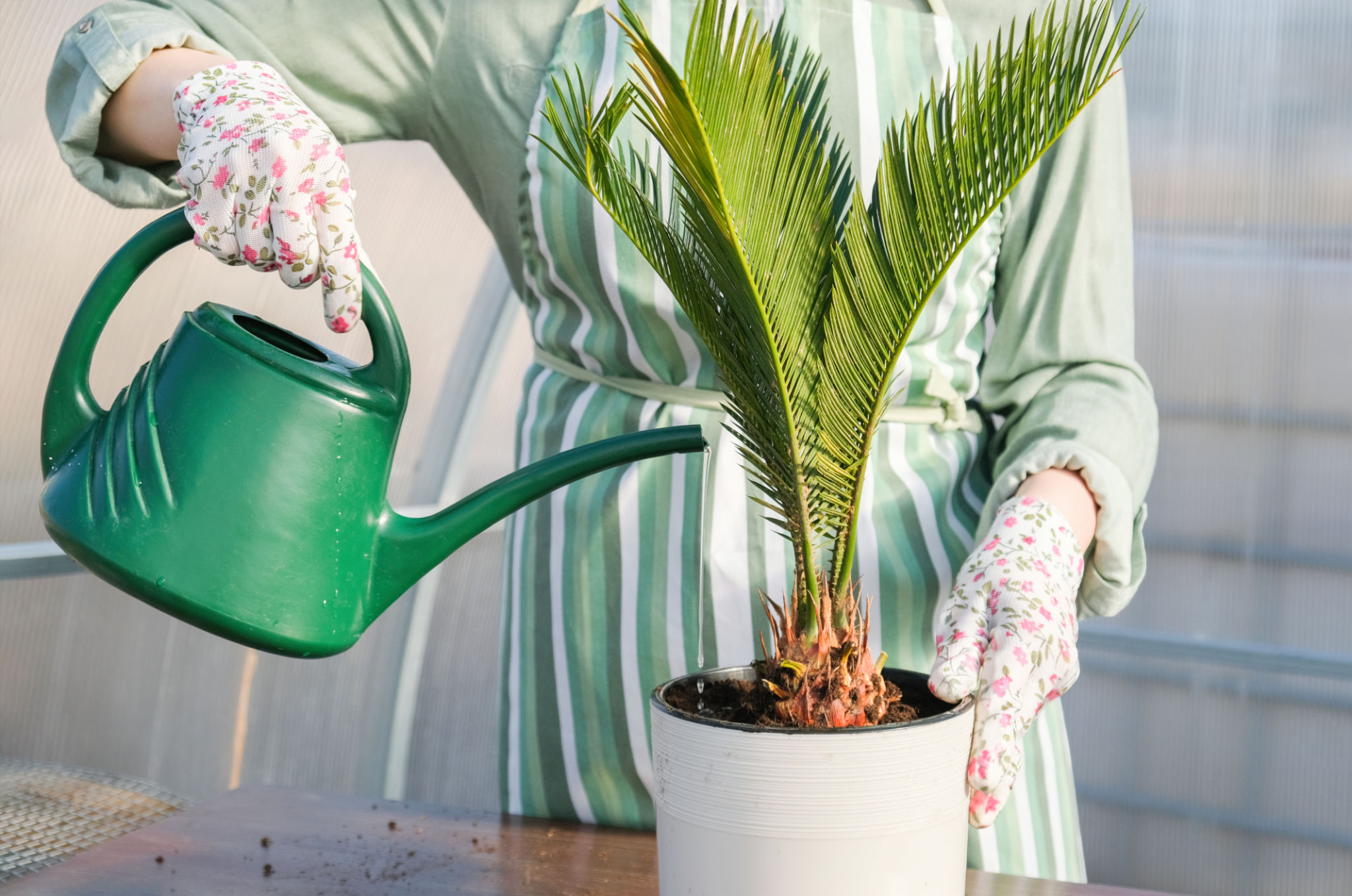 watering palm tree