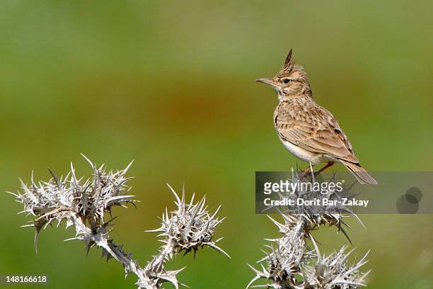 crested lark (galerida cristata) - crested lark stock pictures, royalty-free photos & images
