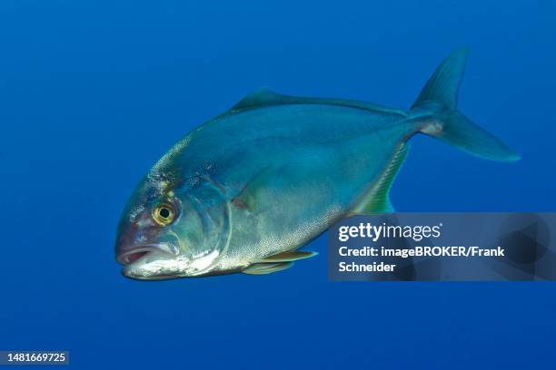 allied kingfish (seriola dumerili), mediterranean sea, strait of bonifacio, capo testa, sardinia, italy - greater amberjack stock pictures, royalty-free photos & images