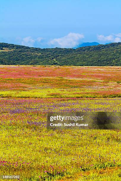 colorful kaas valley - plateau stock pictures, royalty-free photos & images
