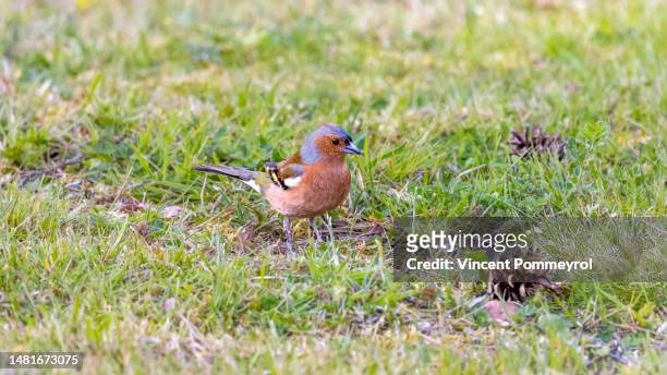 common chaffinch - passerine bird stockfoto's en -beelden