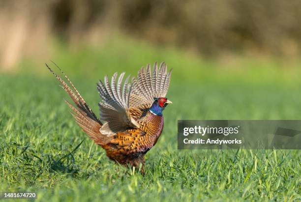 männliche gemeinsame fasan (phasianus colchicus) - begattung kopulation paarung stock-fotos und bilder