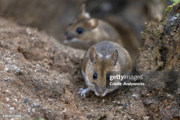 two yellow-necked mouses (apodemus flavicollis) - hantavirus 個照片及圖片檔