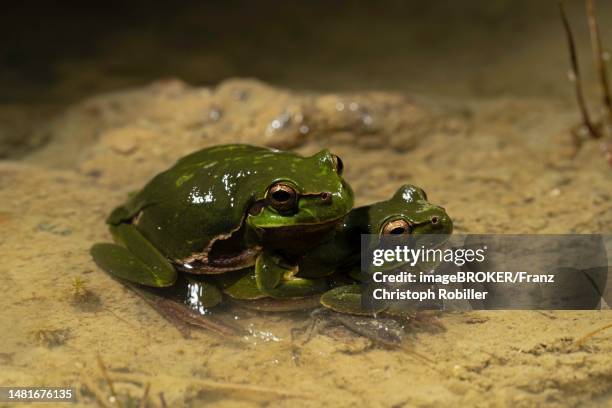 Amplexus 153 Amplexus Stock Photos, High-Res Pictures, and Images - Getty Images