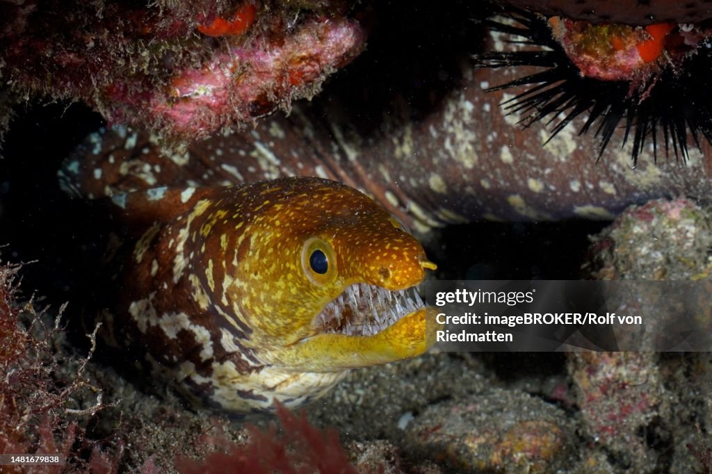 Portrait of fangtooth moray (Enchelycore anatina), El Cabron Marine Reserve Dive Site, Arinaga, Gran Canaria, Spain, Atlantic Ocean