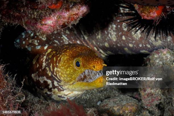 portrait of fangtooth moray (enchelycore anatina), el cabron marine reserve dive site, arinaga, gran canaria, spain, atlantic ocean - fangtooth stock pictures, royalty-free photos & images