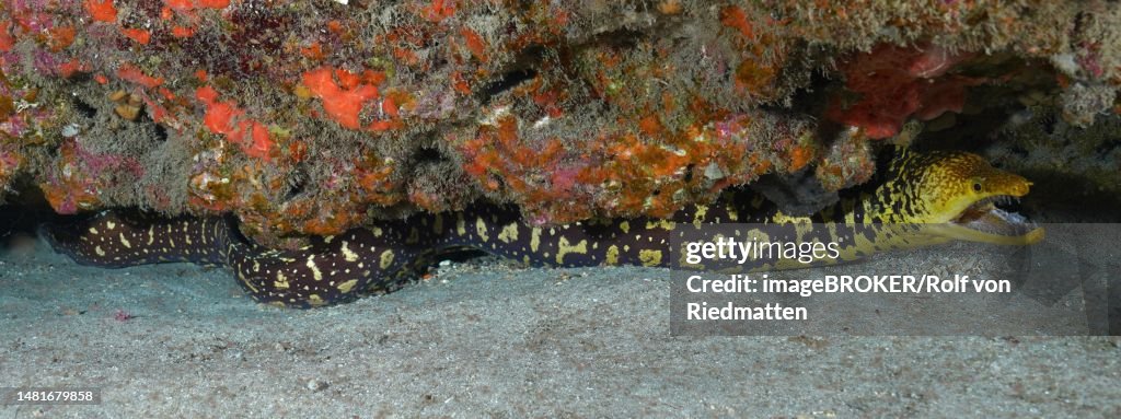 Full body image of fangtooth moray (Enchelycore anatina), El Cabron marine reserve dive site, Arinaga, Gran Canaria, Spain, Atlantic Ocean