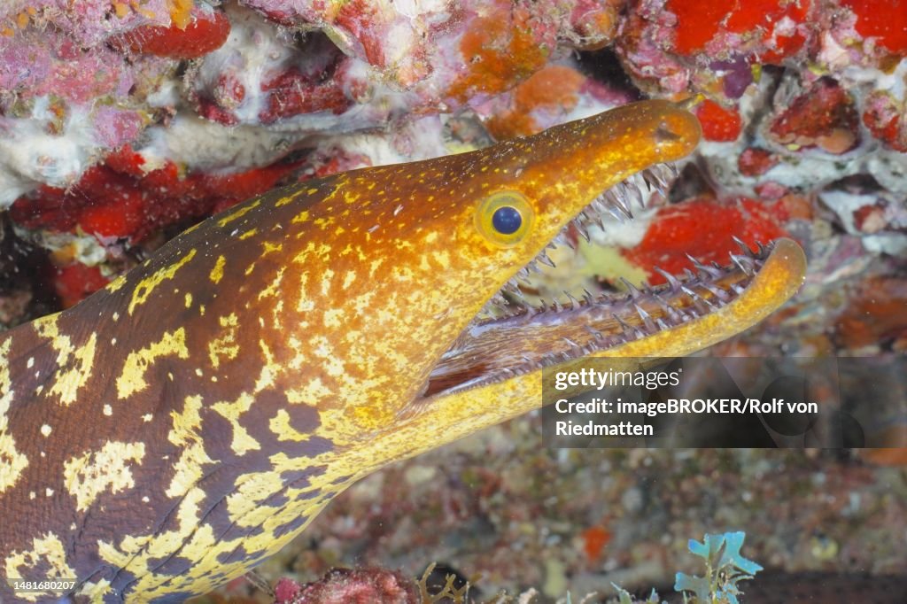 Close-up of fangtooth moray (Enchelycore anatina), El Cabron marine reserve dive site, Arinaga, Gran Canaria, Spain, Atlantic Ocean