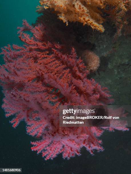 knot coral (acabaria), false bay dive site, cape of good hope, cape town, south africa - cape of good hope stock illustrations