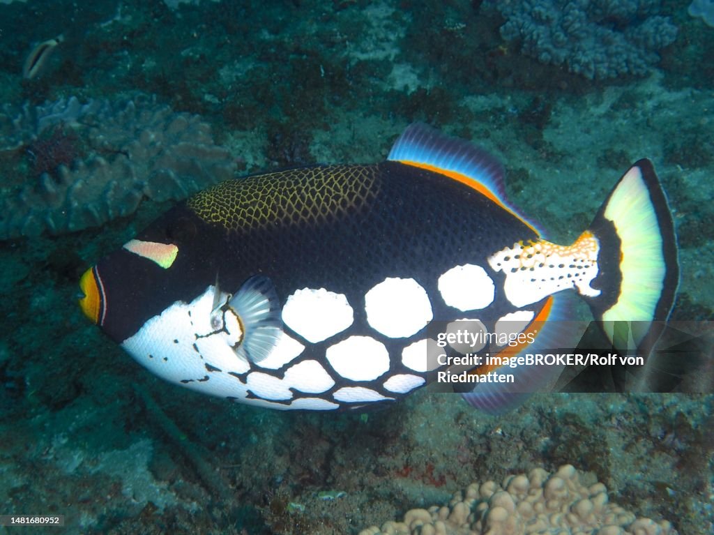 Clown triggerfish (Balistoides conspicillum), Sodwana Bay National Park dive site, Maputaland Marine Reserve, KwaZulu Natal, South Africa