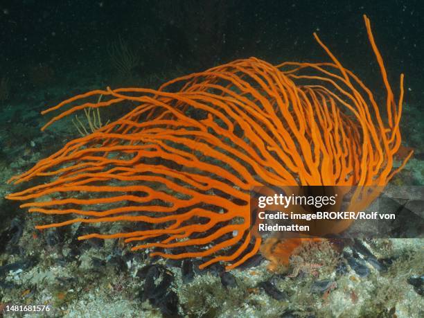 orange palmate sea fan (leptogorgia palma), false bay dive site, cape of good hope, cape town, south africa - cape of good hope stock illustrations