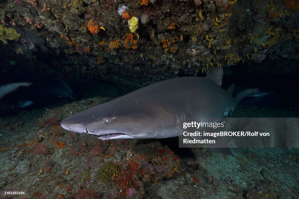 Sand tiger shark (Carcharias taurus) in its den. Dive site Protea Banks, Margate, KwaZulu Natal, South Africa