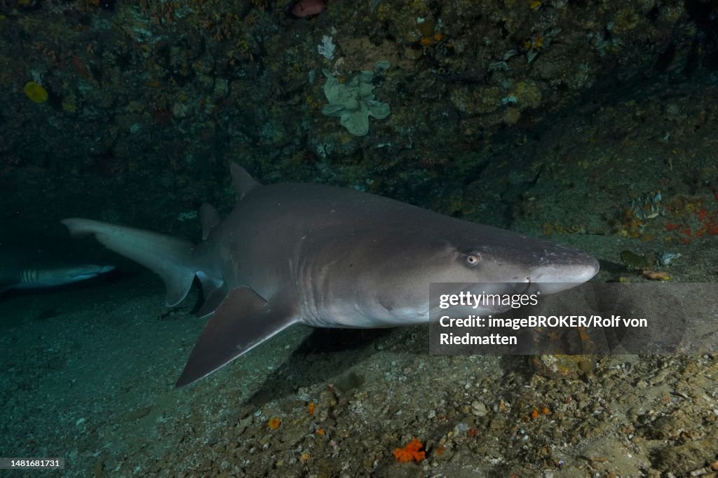 Sand tiger shark (Carcharias taurus) in its den. Dive site Protea Banks, Margate, KwaZulu Natal, South Africa