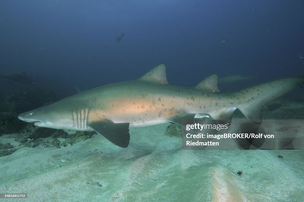 Sand tiger shark (Carcharias taurus) over sand. Aliwal Shoal Dive Site, Umkomaas, KwaZulu Natal, South Africa