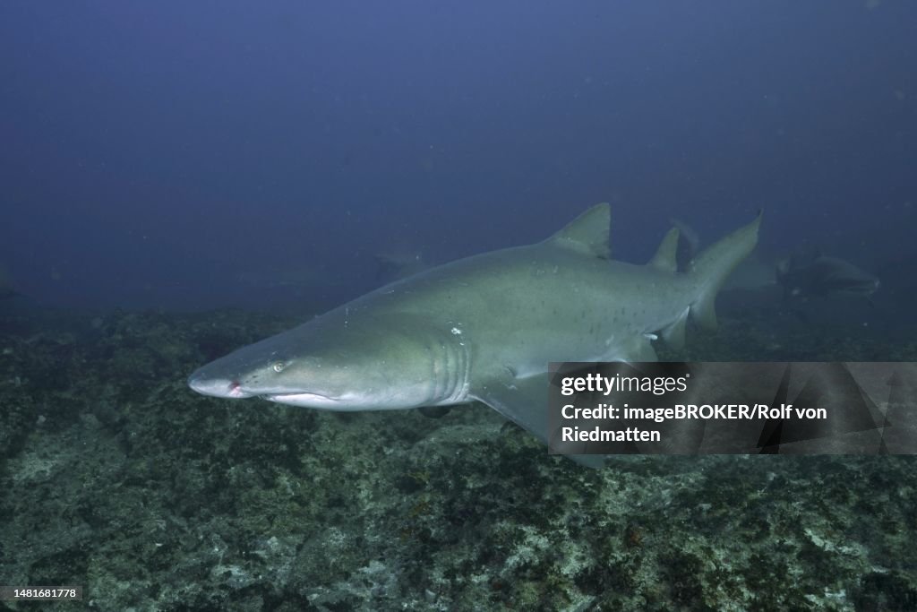 Sand tiger shark (Carcharias taurus) over the reef, Aliwal Shoal dive site, Umkomaas, KwaZulu Natal, South Africa