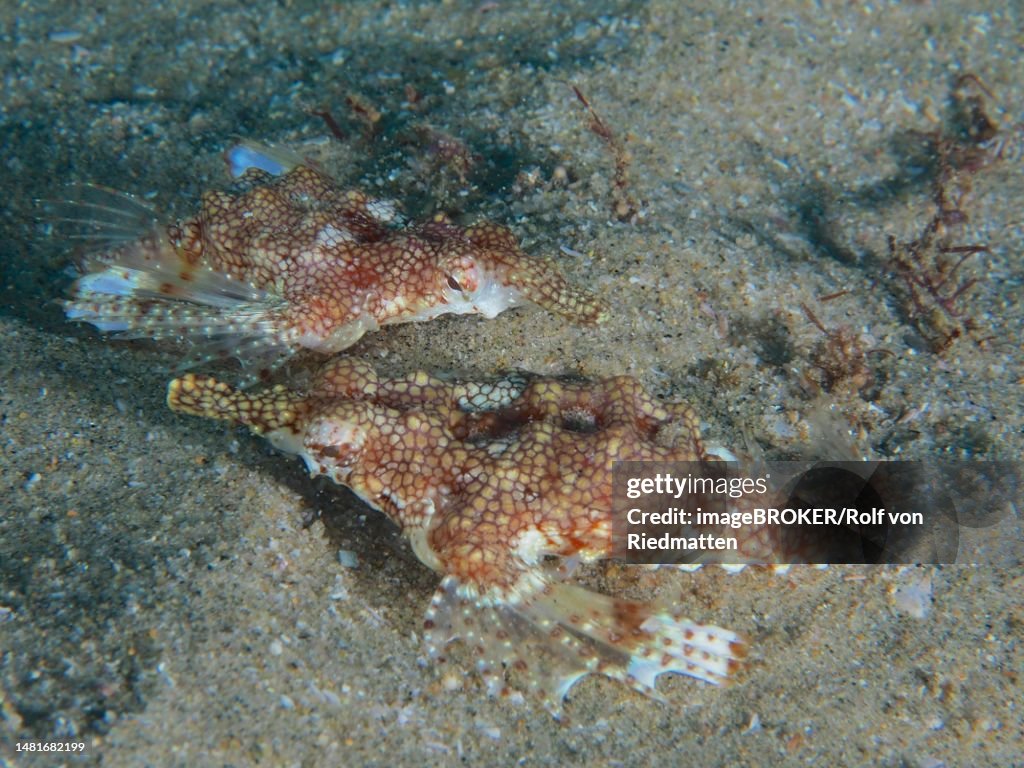 Pair of little dragonfish (Eurypegasus draconis), bony fish, Sodwana Bay National Park dive site, Maputaland Marine Reserve, KwaZulu Natal, South Africa