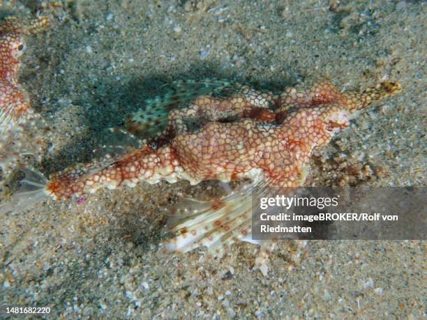 little dragonfish (eurypegasus draconis), bonefish, dive site sodwana bay national park, maputaland marine reserve, kwazulu natal, south africa - dragonfish stock illustrations