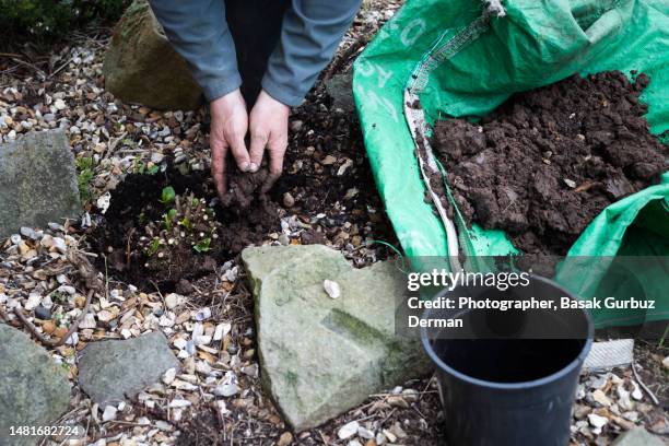 planting hydrangea macrophylla magical ruby red with a spade - fertiliser stock pictures, royalty-free photos & images