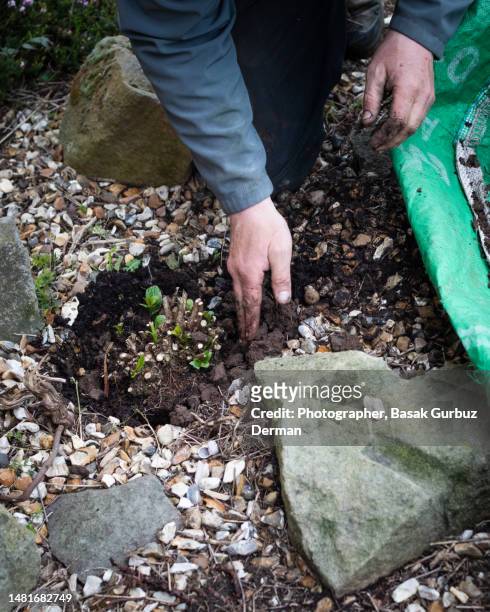 planting hydrangea macrophylla magical ruby red with a spade - stone crop plant stock pictures, royalty-free photos & images
