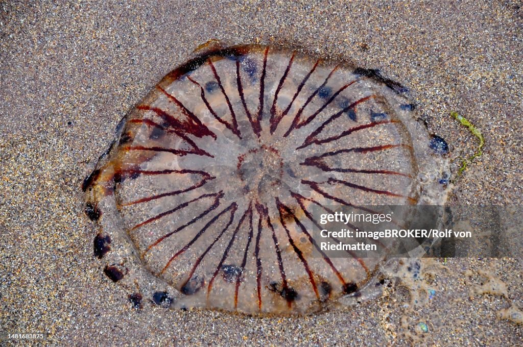 Stranded compass jellyfish (Chrysaora hysoscella) washed ashore, Dingle Peninsula, Co. Kerry, Irish Sea, North Atlantic, Ireland