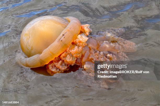 stranded barrel jellyfish (rhizostoma pulmo) washed ashore, dingle peninsula, co. kerry, irish sea, north atlantic, ireland - rhizostomeae stock-fotos und bilder