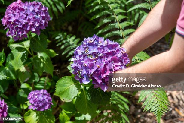 man cutting hydrangea purple flowers - hydrangea lifestyle stockfoto's en -beelden