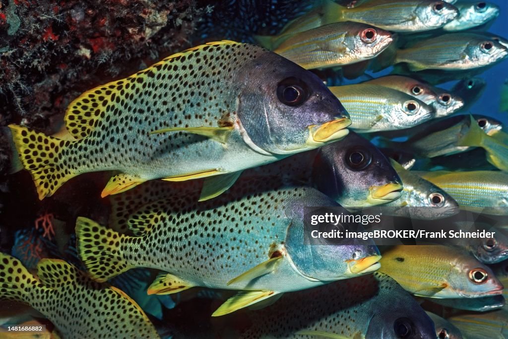 In the foreground pair of black spotted sweetlips (Plectorhinchus gaterinus), in the background small school of Ehrenbergs snapper (Lutjanus ehrenbergi) standing in current shadow under coral block in coral reef, Indian Ocean, Maldives