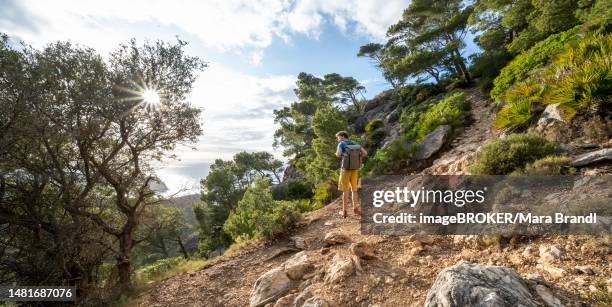 hikers walking to la trapa from sant elm, in light forest, serra de tramuntana, majorca, spain - trapa stock-fotos und bilder