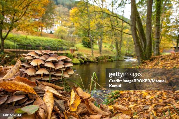 mushrooms in autumn on river bank in spa garden, bad wildbad, black forest, germany - margem do rio imagens e fotografias de stock