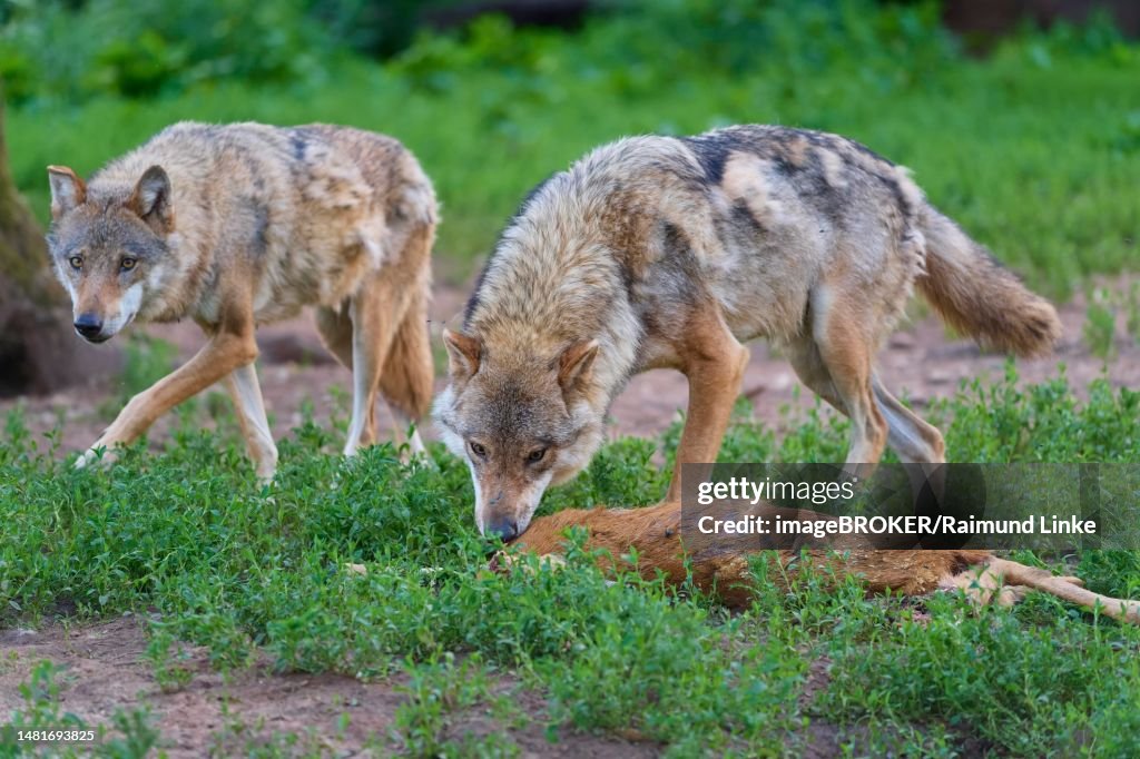 Wolf (Canis lupus), two animal with prey, roe deer, captive, Germany
