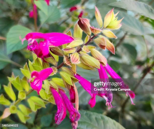 gorgeous bright pink flowers at garden: salvia dorisiana - salie stockfoto's en -beelden