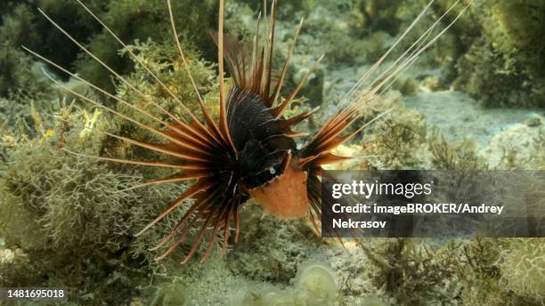 radial firefish (pterois radiata) or red sea lionfish (pterois cincta) swims above seabed covered with algae. close-up. red sea, egypt - pterois radiata stock pictures, royalty-free photos & images