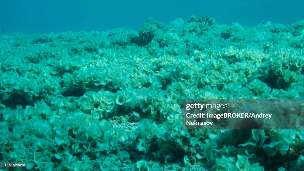 Once beautiful coral reef is overgrown with algae as a result of eutrophication (increase organic matter in the sea water) Brown alga (Padina pavonica) Peacock's Tail covered bottom and corals. Red sea, Egypt