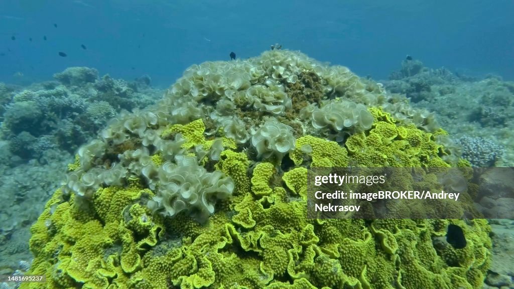 Brown alga (Padina pavonica) Peacock's Tail covered coral reefes. The once beautiful coral reef is overgrown with algae as a result of eutrophication (increase organic matter in the sea water) Red sea, Egypt