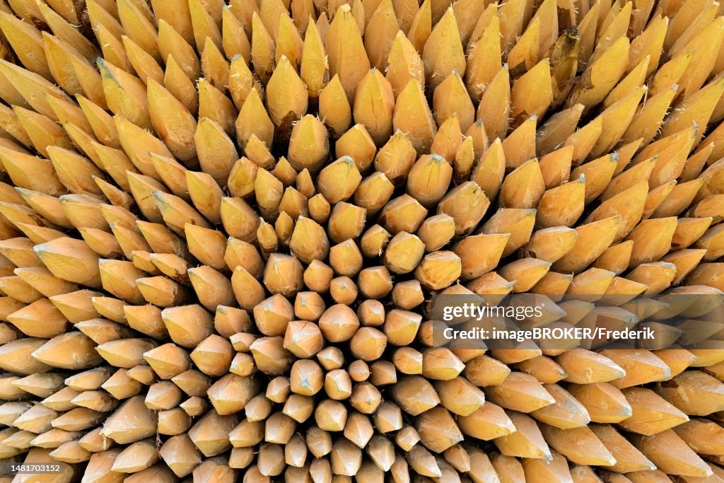 Fence Posts Sharpened Stacked Fence Posts With Sharpened Ends Bavaria Germany High-Res Vector ...