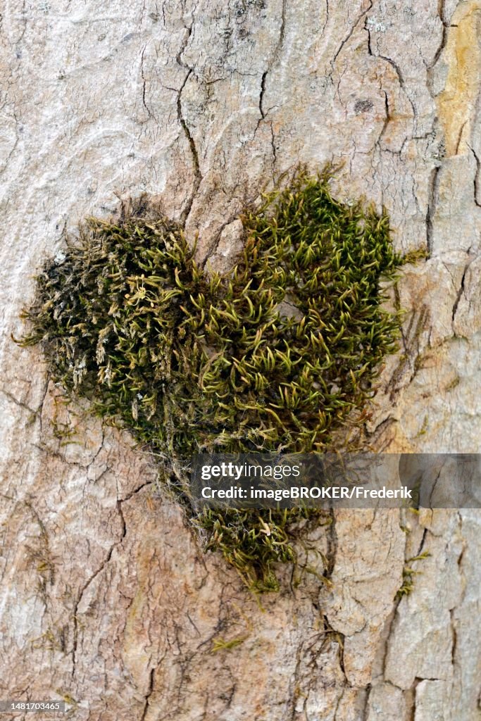 Heart-shaped moss cushion on the trunk of a sycamore maple (Acer pseudoplatanus), Oberstdorf, Allgaeu, Allgaeu Alps, Bavaria, Germany