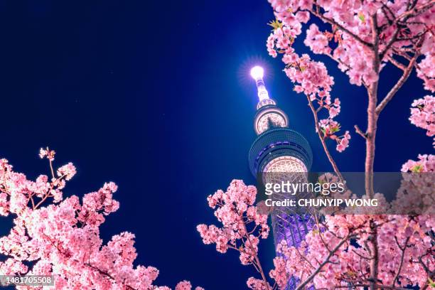 tokyo sky tree with sakura - urban road night stock pictures, royalty-free photos & images