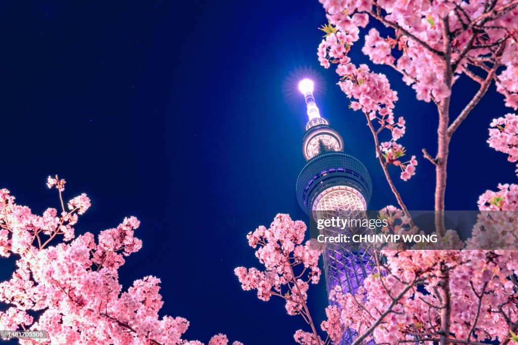 Tokyo Sky tree with Sakura