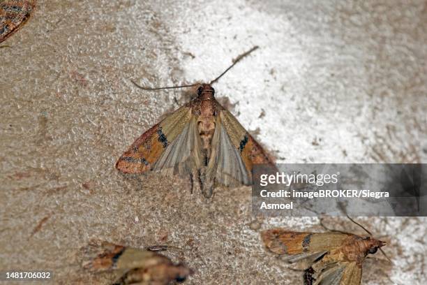 indianmeal moth (plodia interpunctella) sticking to an insect trap, berlin, germany - salobrena toxocrossa fotografías e imágenes de stock