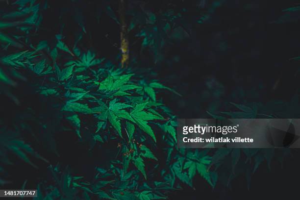 green japanese maple leaves - oldham stock pictures, royalty-free photos & images