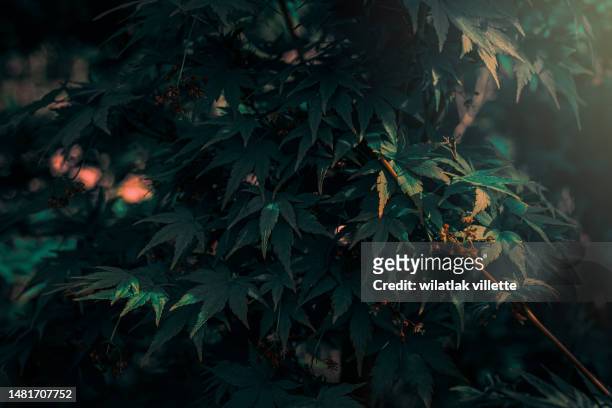 green japanese maple leaves - oldham stock pictures, royalty-free photos & images